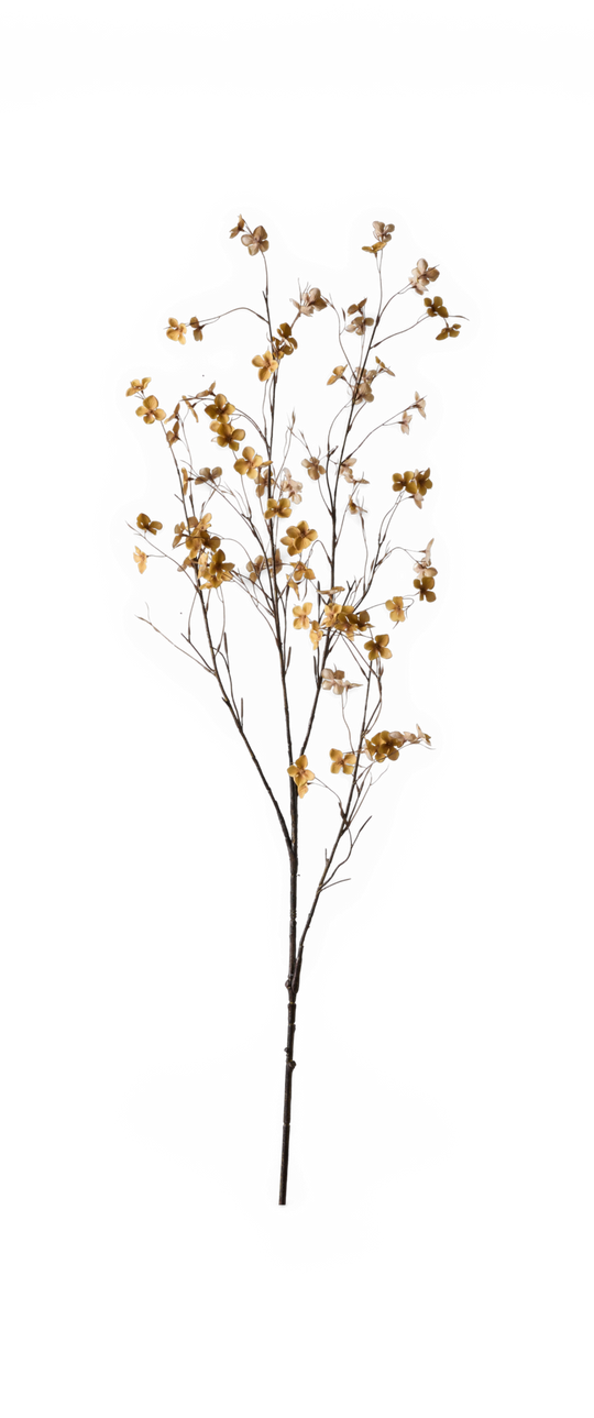 Dekorativ kvist med små gul‑beige blommor på tunna bruna grenar, frilagd.