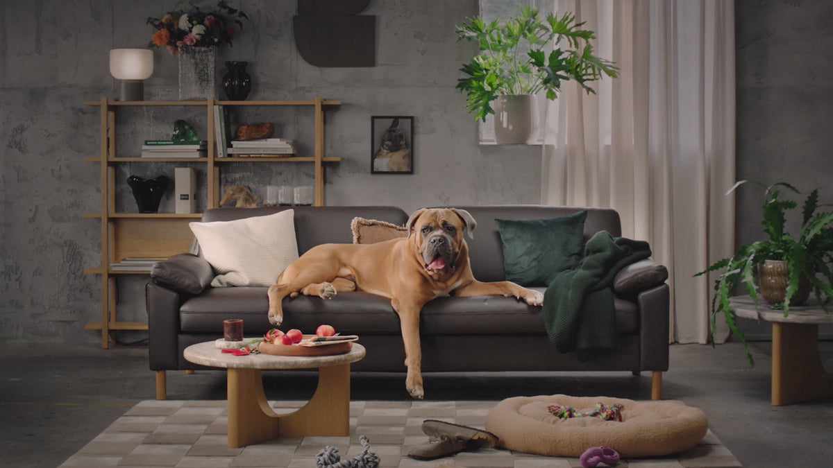 Hund i 16:9-video i loop