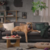 En hund i en loopvideo.