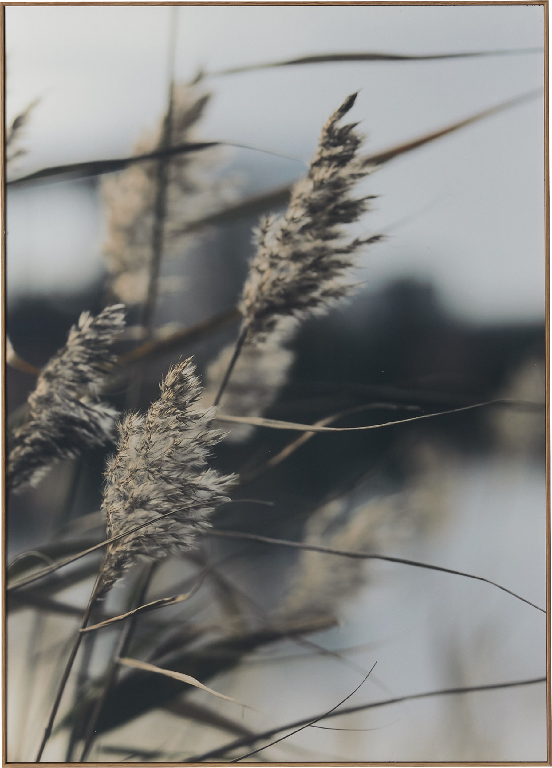 Havdal Fotoprint 50 x 70 x 1,9 cm - Grasses no.2 och träram i ek