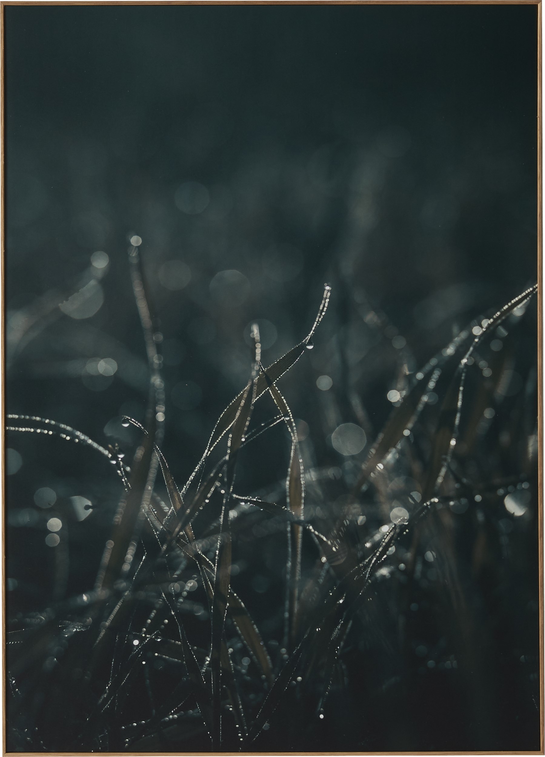 Havdal Fotoprint 50 x 70 x 1,9 cm - Frost grasses och träram i ek