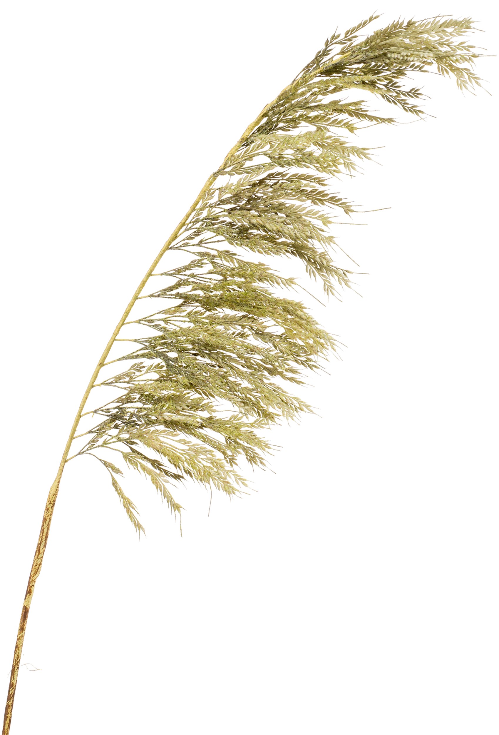 Pampas konstgjord växt 125 cm 