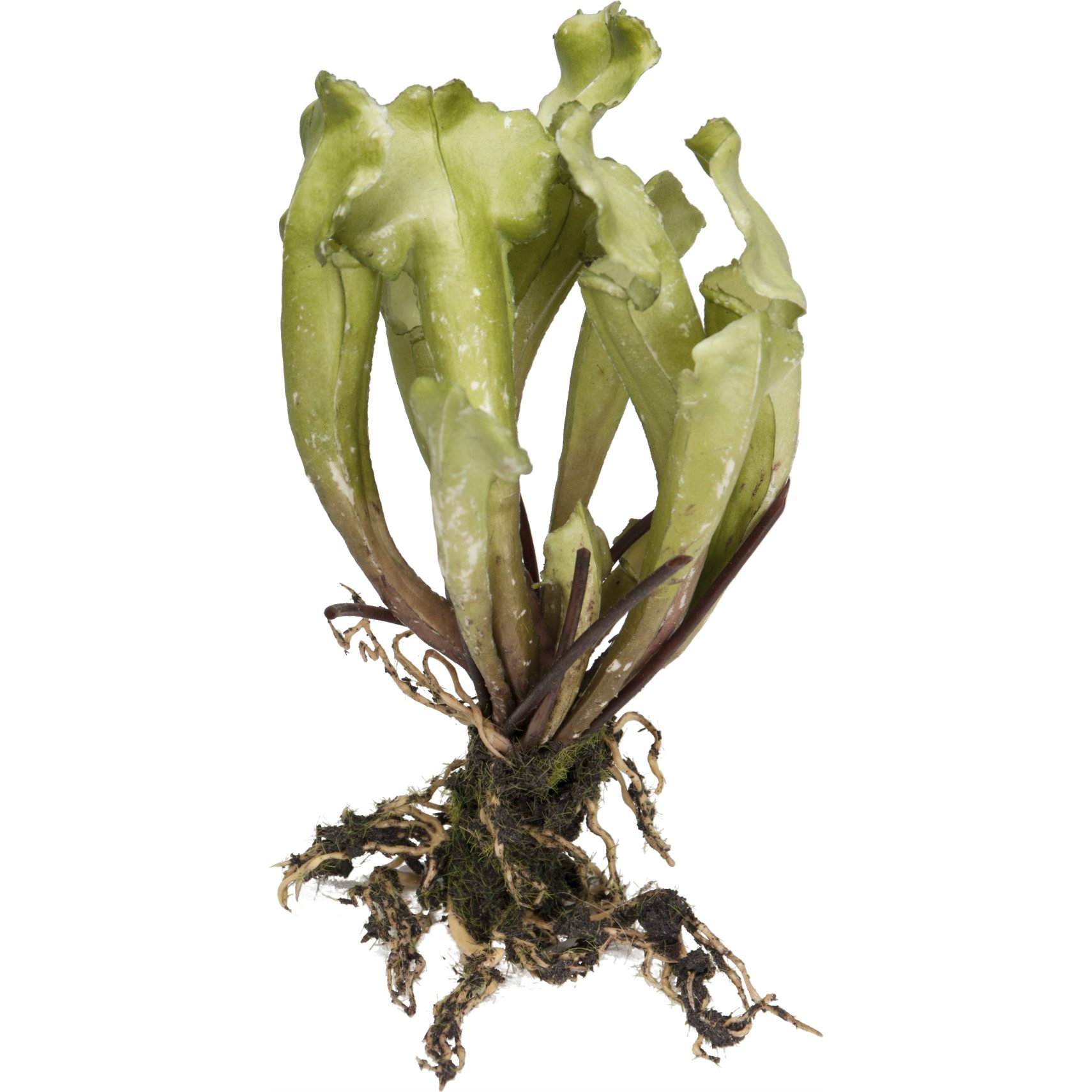 Fluetrompet konstgjord växt 20 cm - Grön och med rötter
